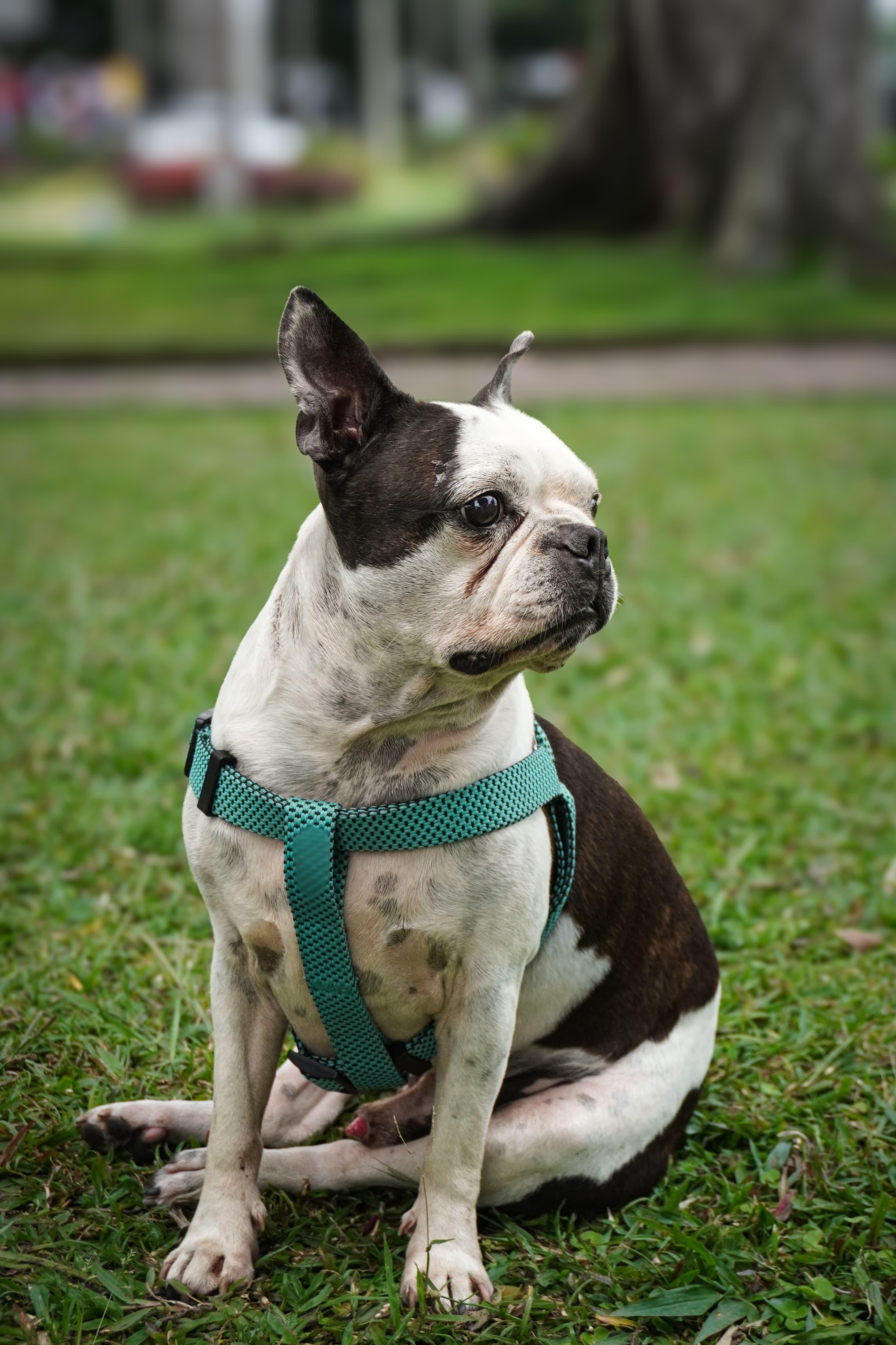 Foto de mascota 1