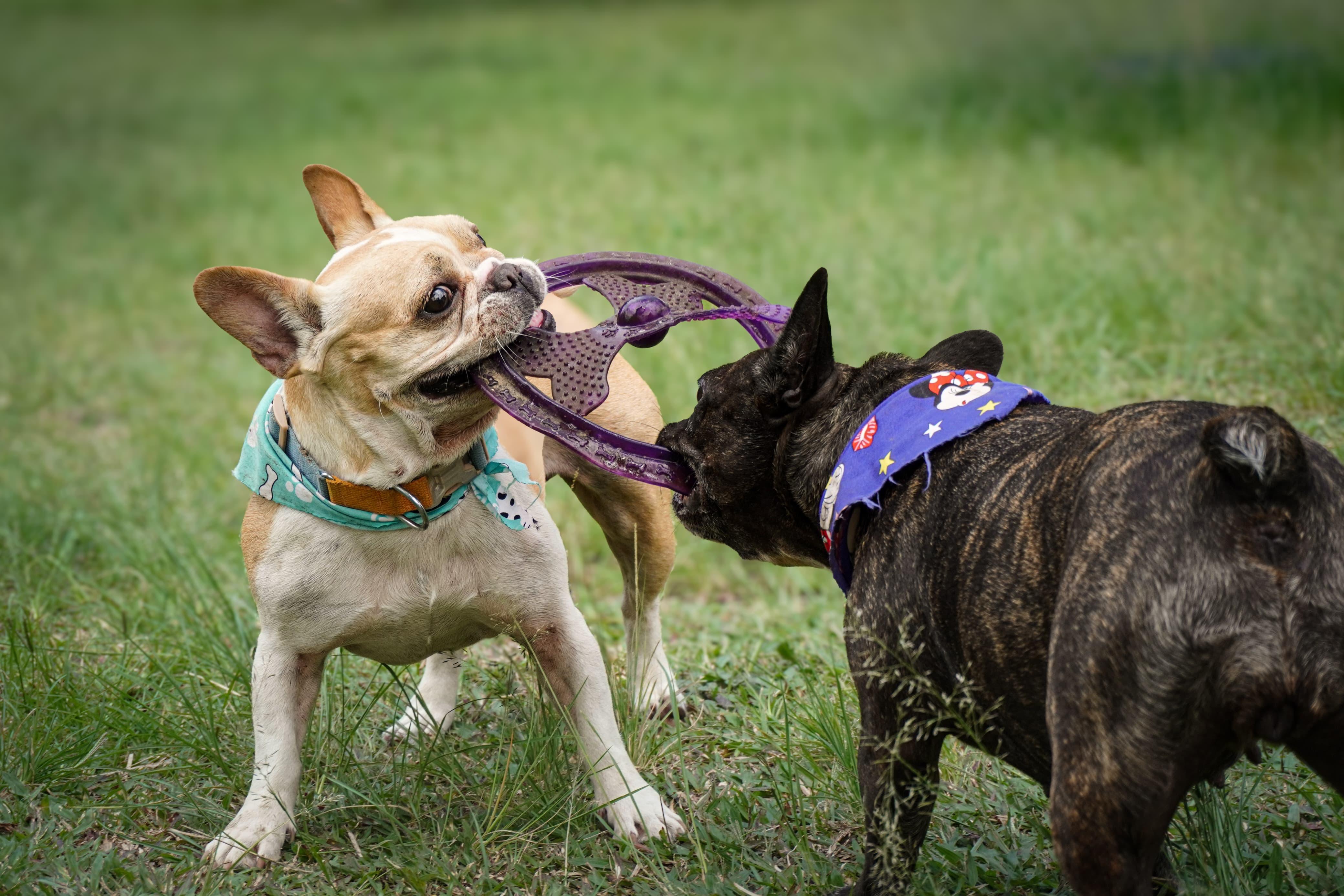 Fotógrafo con mascota